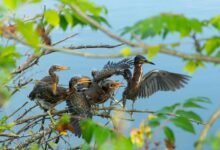 call gap behavior analysis