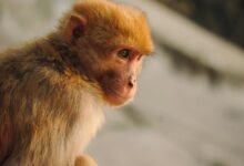 caller profiling by duration