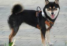 daylight saving time effects