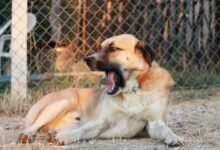 user loyalty and call consistency